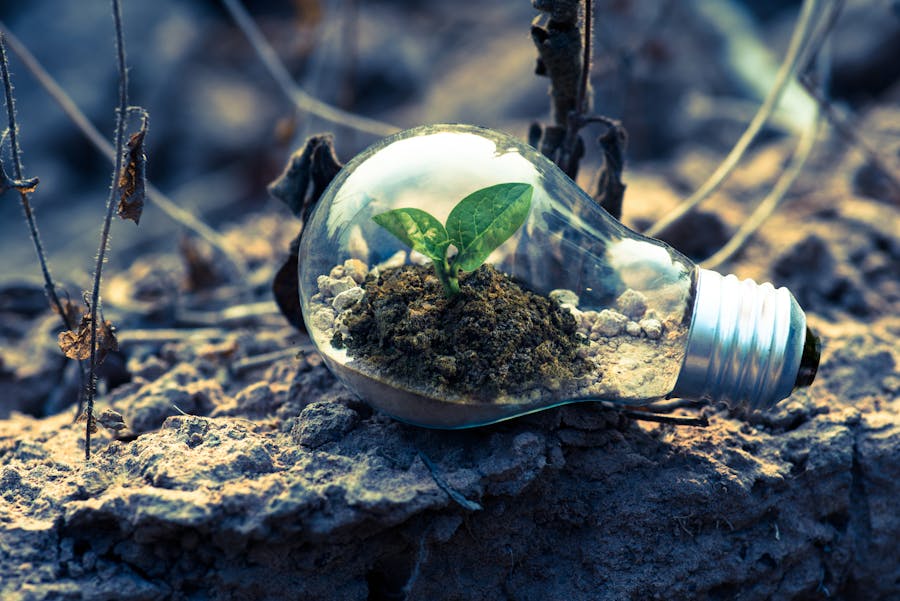 Planta pequeña creciendo dentro de una bombilla de cristal sobre musgo y raíces