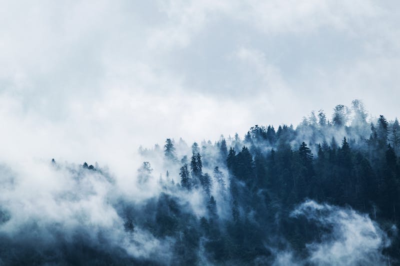 Bosque de pinos envuelto en niebla sobre una ladera de montaña