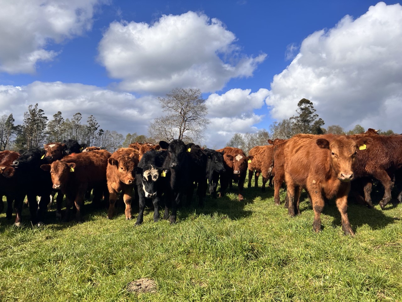 Importancia del Control Sanitario en Animales de Recría y Cebo