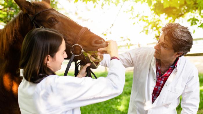 Higiene veterinaria y biocidas